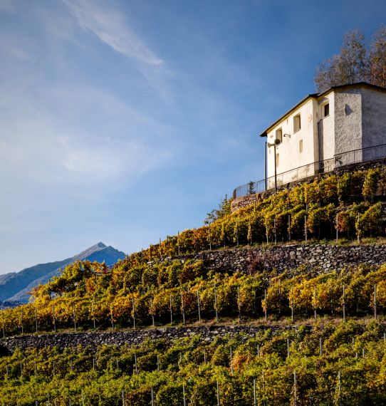 Along the Valtellina Wine Road